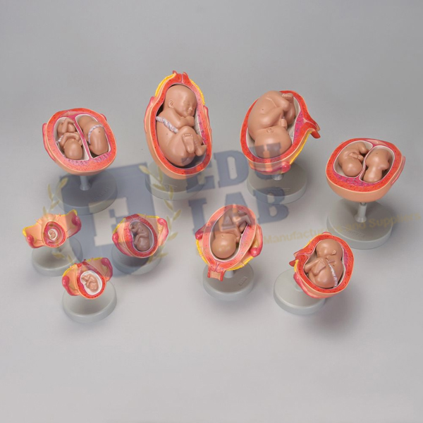 Fetus Development Model
