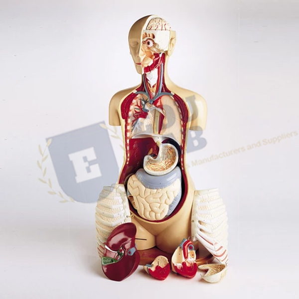 Advanced Knowbody Torso