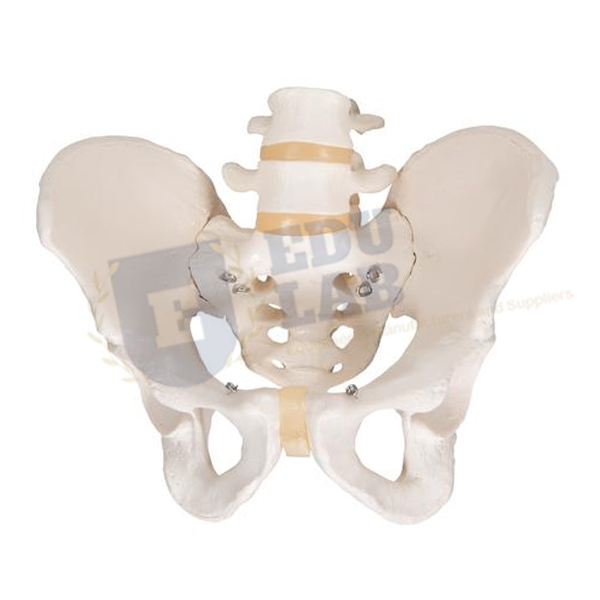 Male Pelvis Skeleton