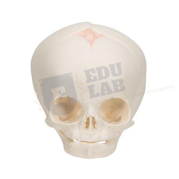 Human Foetal Skull Model