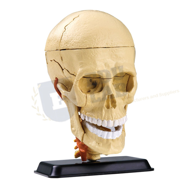 Cranial Nerve Skull