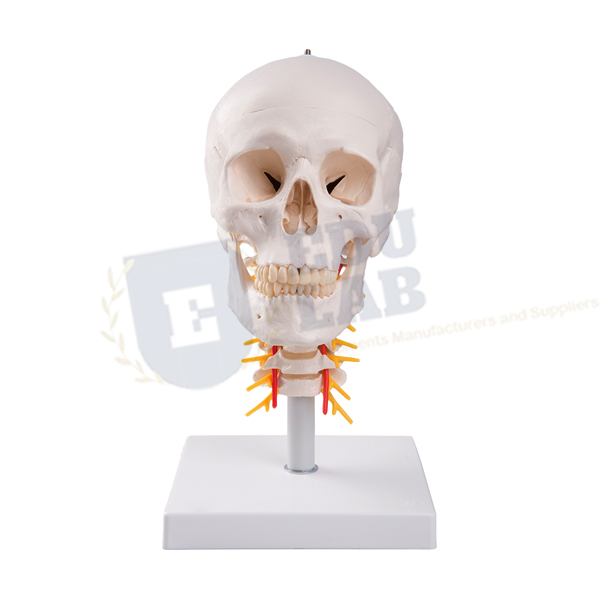 Human Skull Model on Cervical Spine