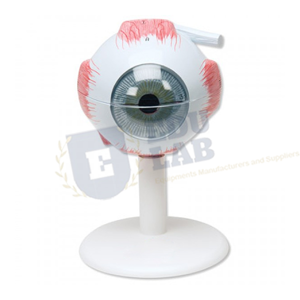 Classic Eye Model