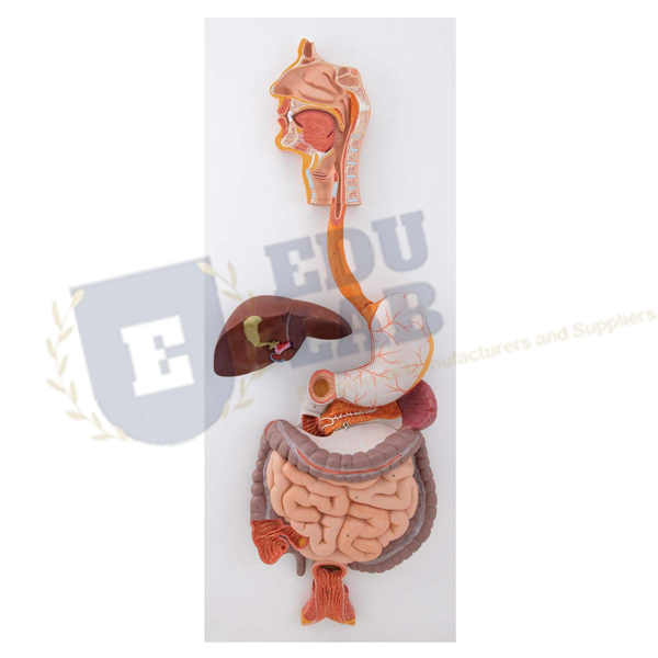 Digestive System Model