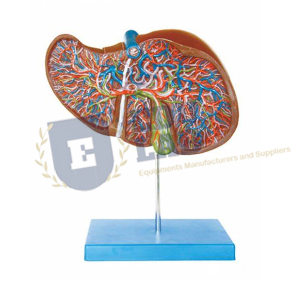 Human Liver Model