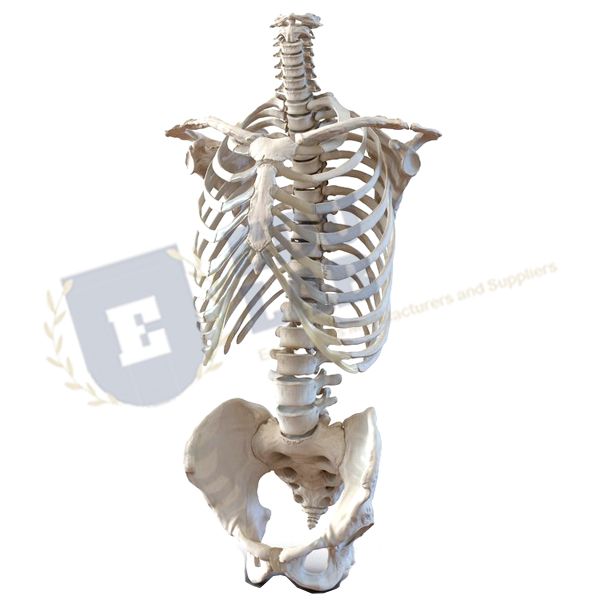 Skeleton of the Human Trunk