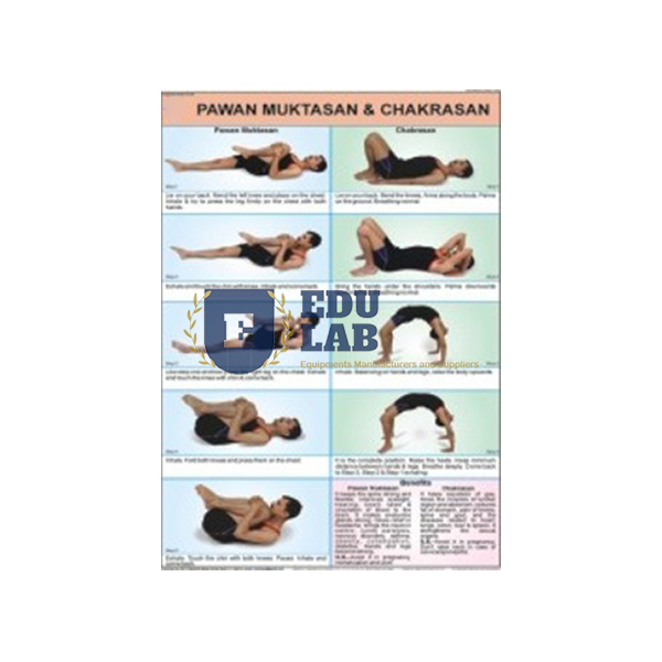 Pawan Muktasana and Chakrasana Chart