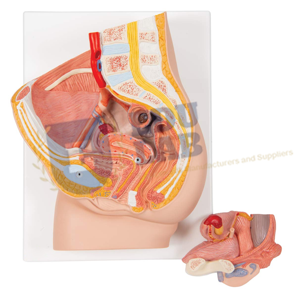 Female Pelvis Model