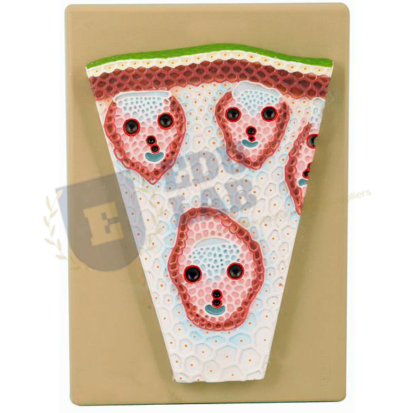 Monocot Stem T.S. Model