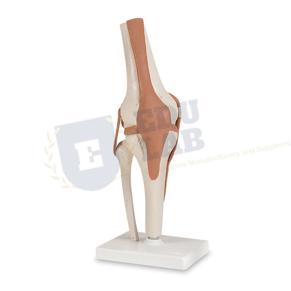 Functional Knee Joint Model