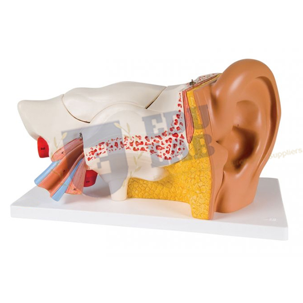 Human Ear Model