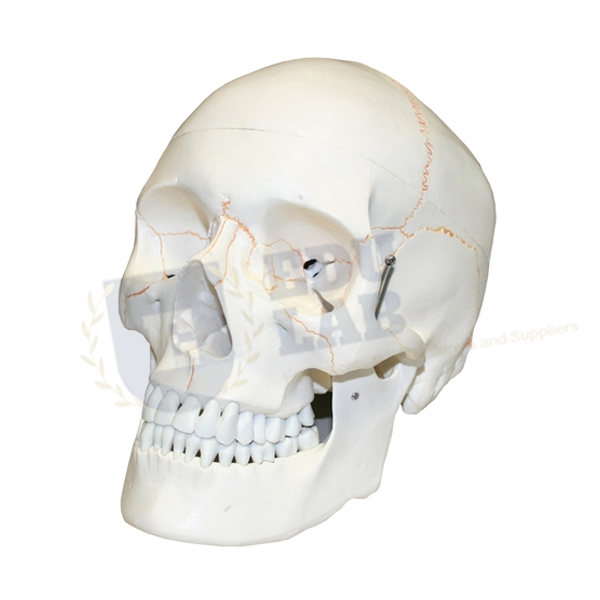 Human Skull With Blood Vessels