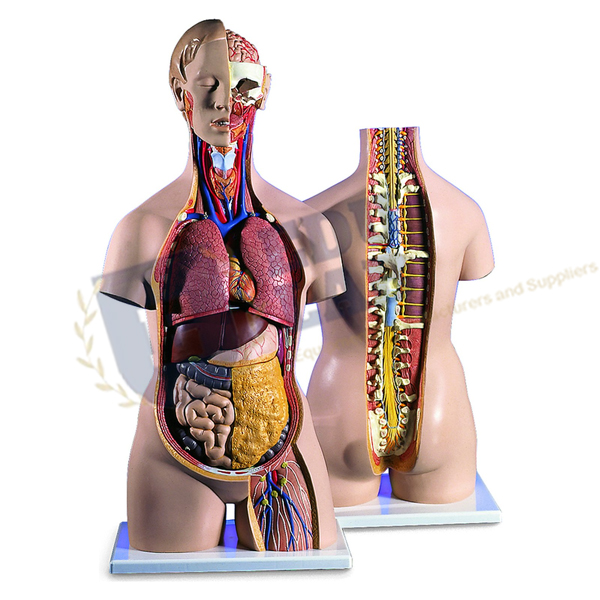 Classic Unisex Torso with Open Back, 18 part