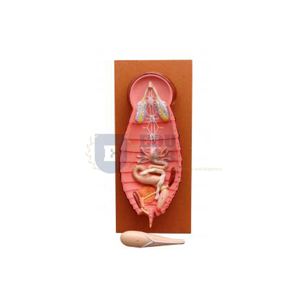 Cockroach Dissection Male Model