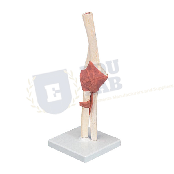 Functional Elbow Joint Model