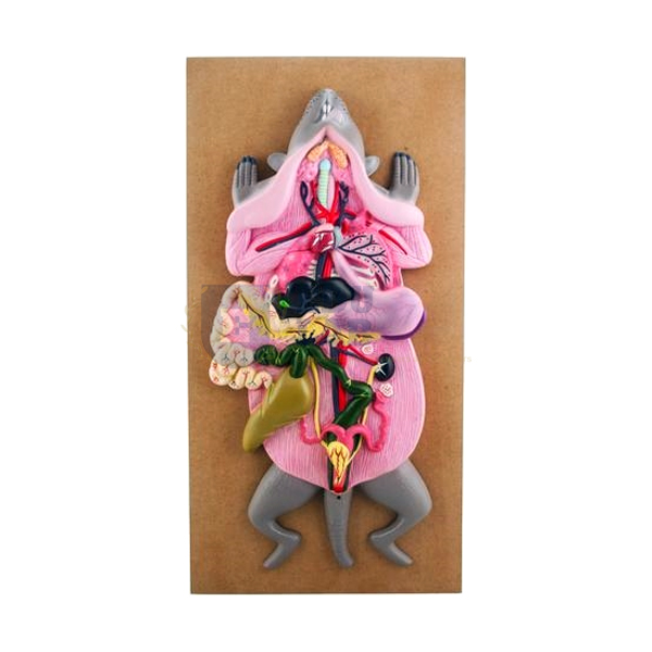 Rat Dissection Female Model