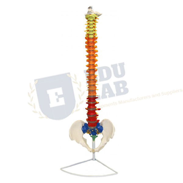 Color-Coded Flexible Spinal Column