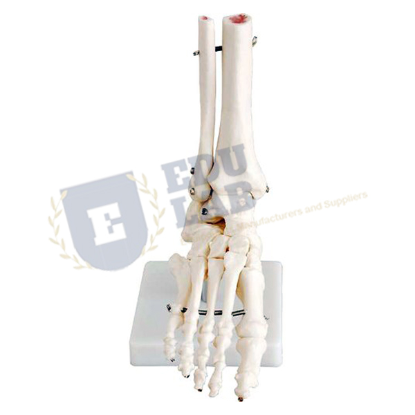 Life Size Foot Joint Model
