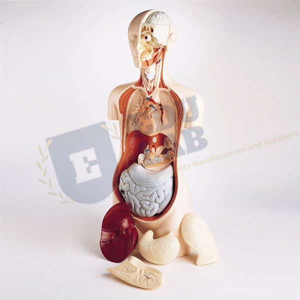 Hands-On Take Apart Torso