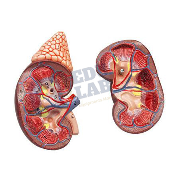 Kidney Model