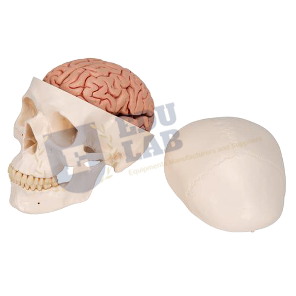 Classic Human Skull With Brain