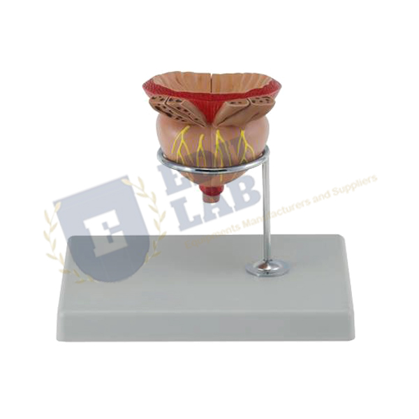 Testis 3.5X Life Size