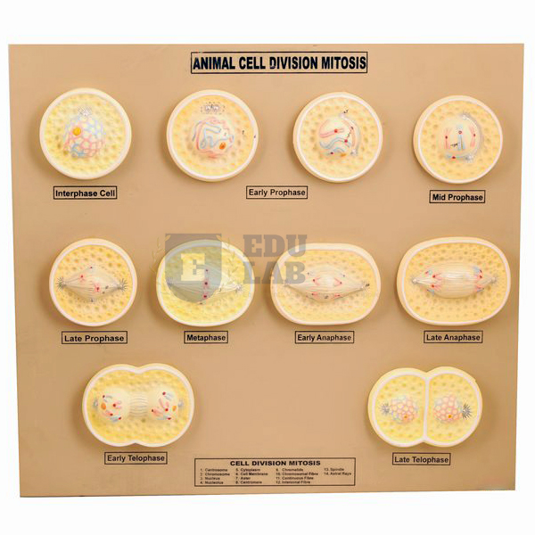 Animal Cell Division Mitosis Model