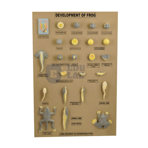 Frog Development Set
