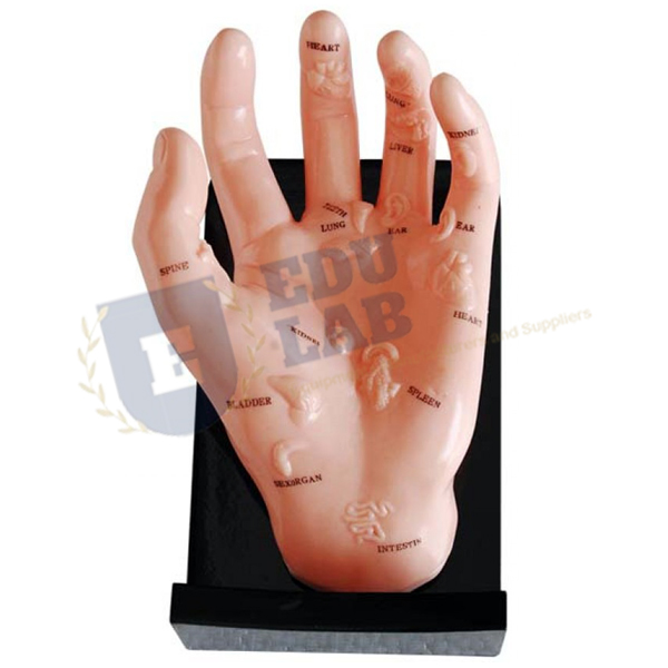 Hand Acupuncture Model