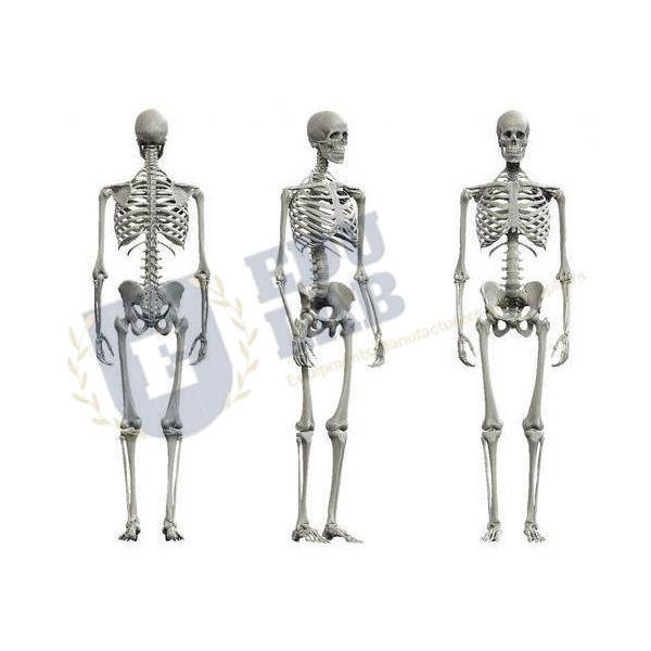 Human Skeleton