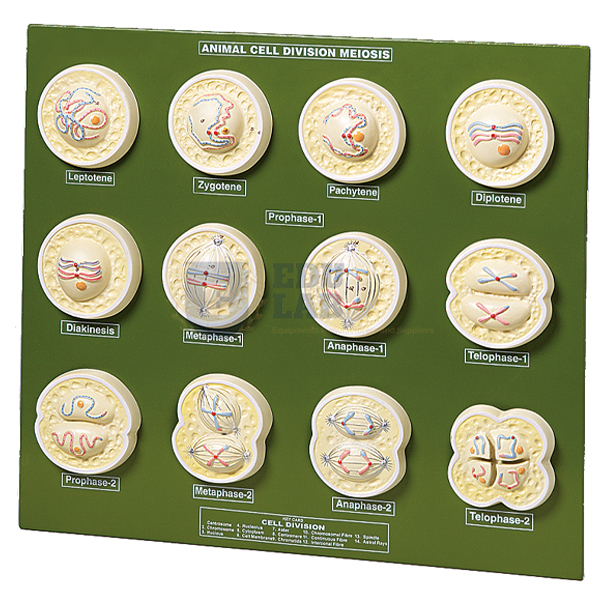 Animal Cell Division Meiosis Model